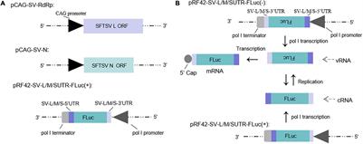 Non-structural Proteins of Severe Fever With Thrombocytopenia Syndrome Virus Suppress <mark class="highlighted">RNA Synthesis</mark> in a Transcriptionally Active cDNA-Derived Viral <mark class="highlighted">RNA Synthesis</mark> System